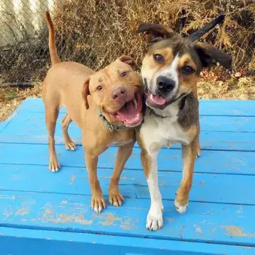 Why Do Dogs Wag Their Tails?