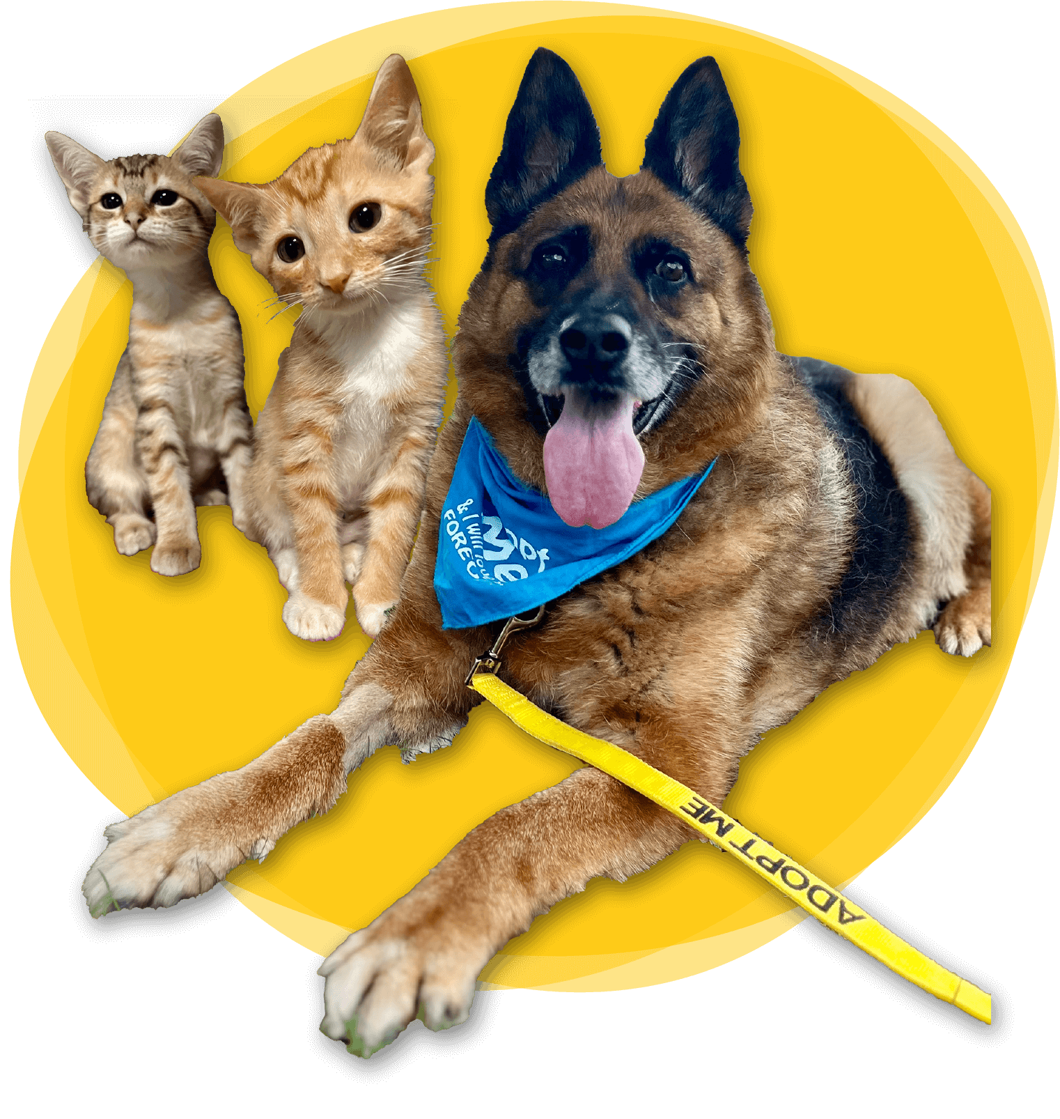 homepage-hero-graphic-1dog-2cats