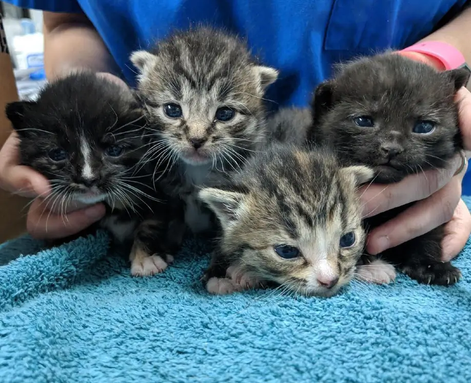 kittens