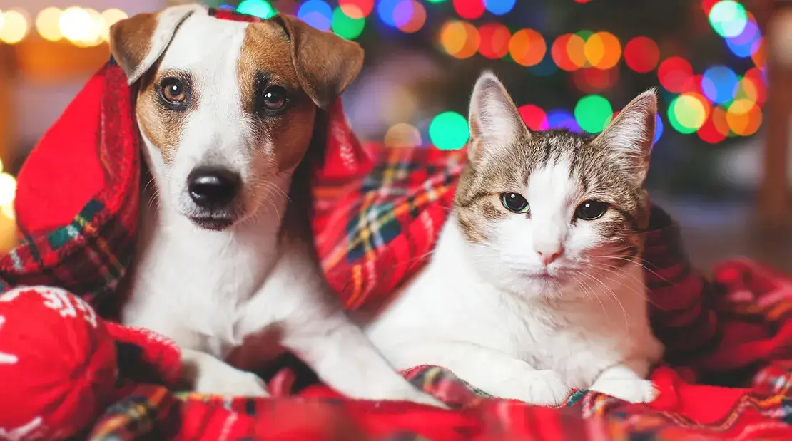 petholiday