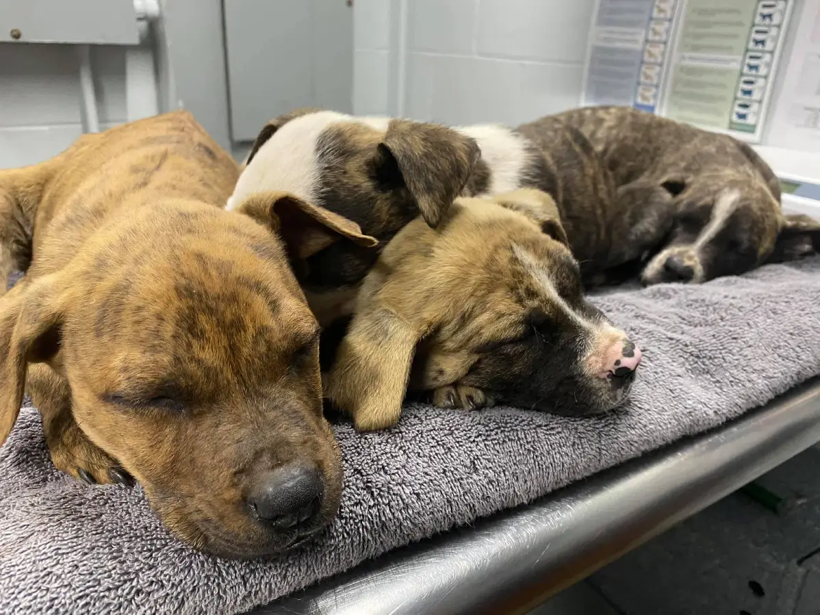 puppies
