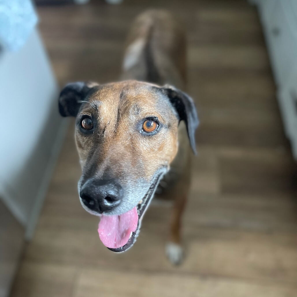PetSpotlight_Cinnamon